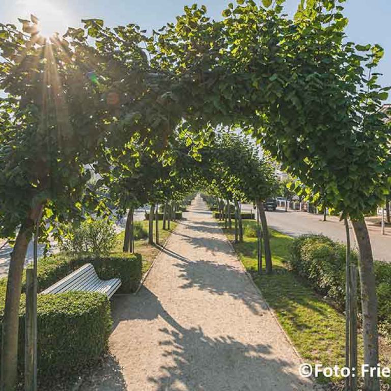Kurort, Promenade, Fußweg, Alleen, Villa Sano, Baabe, Rügen, Urlaubsort, Sommer, Erholung