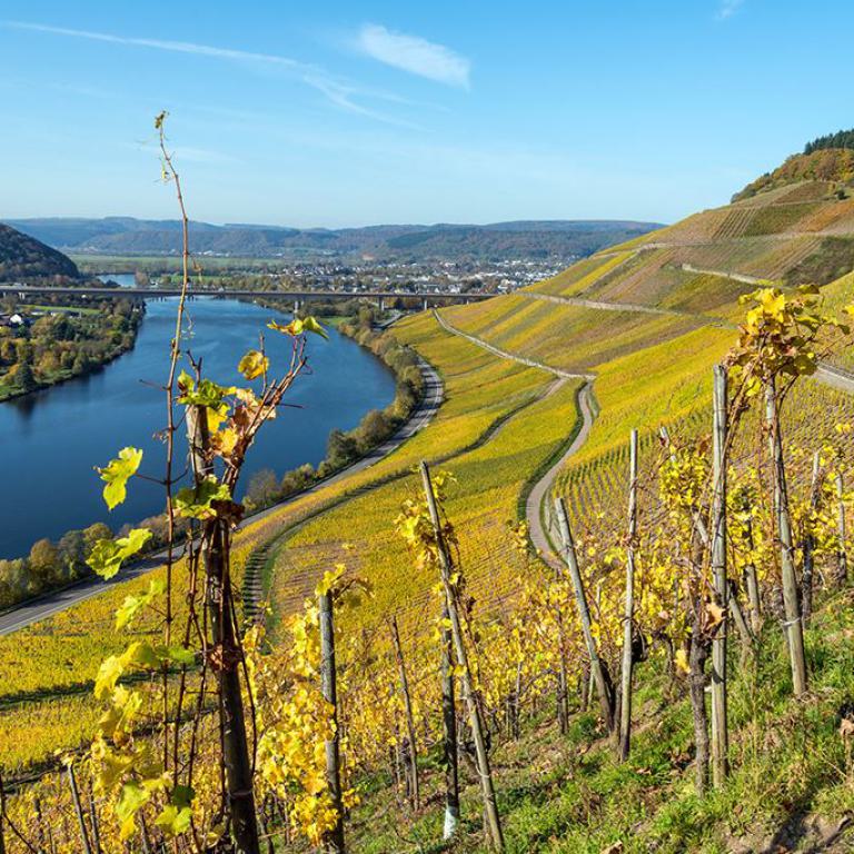 mosel, weinberge, fluss, herbst, landschaft, reben, aussicht, weinanbau, natur