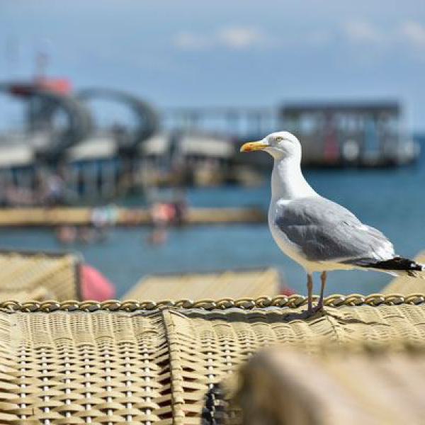 möwe, ostsee, nordsee, awo, seniorenreisen, meer, vogel, küste, natur, urlaub, erholung,
