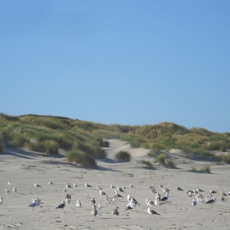 vögel, strand, seevögel, watvögel, ostsee, nordsee, küste, natur, tierwelt,