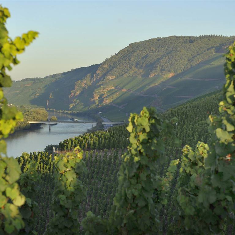 weinberge, weinreben, weinbau, landschaft, natur, weinregion, weinlese, weintrauben,